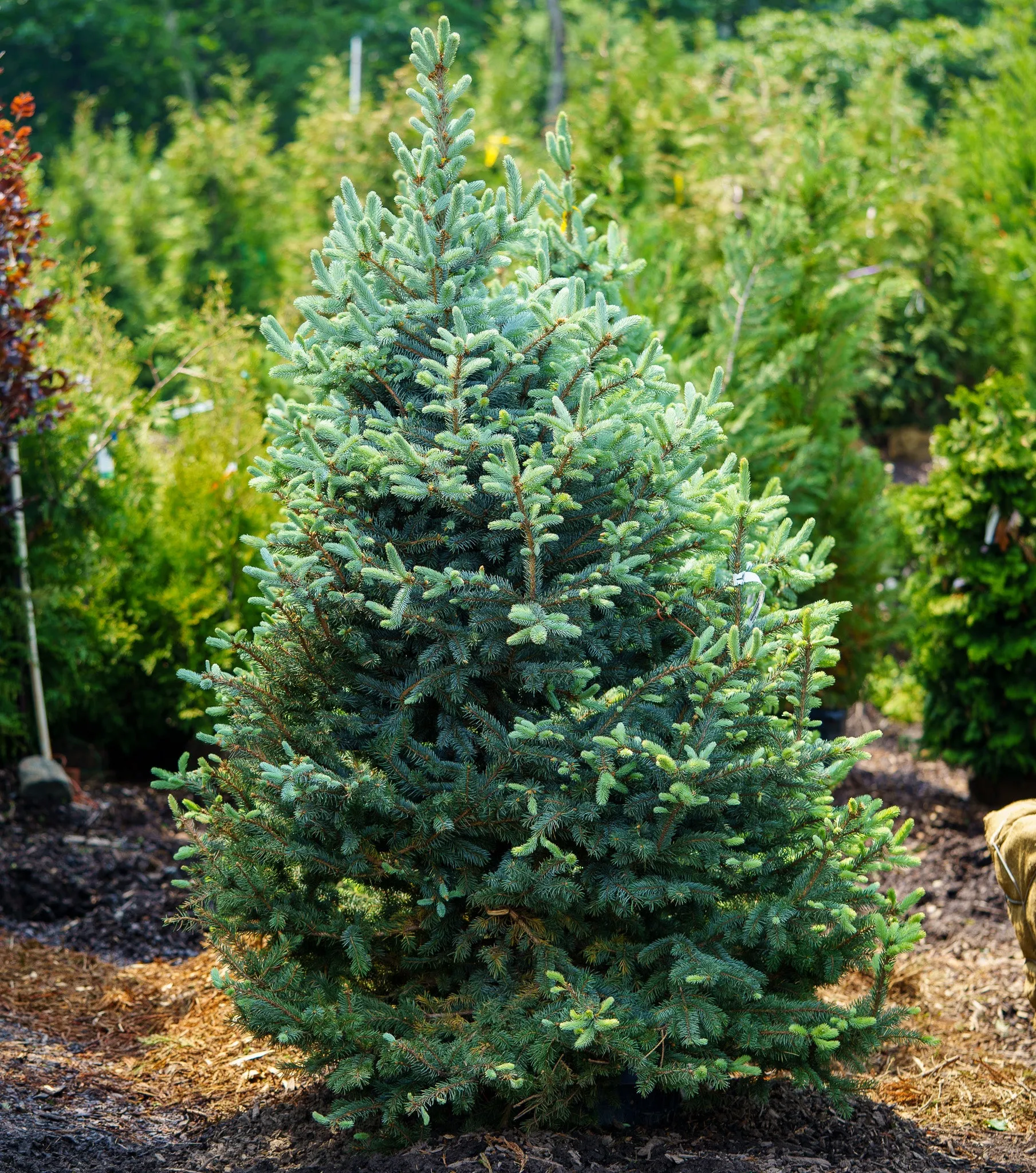 Baby Blue Colorado Spruce