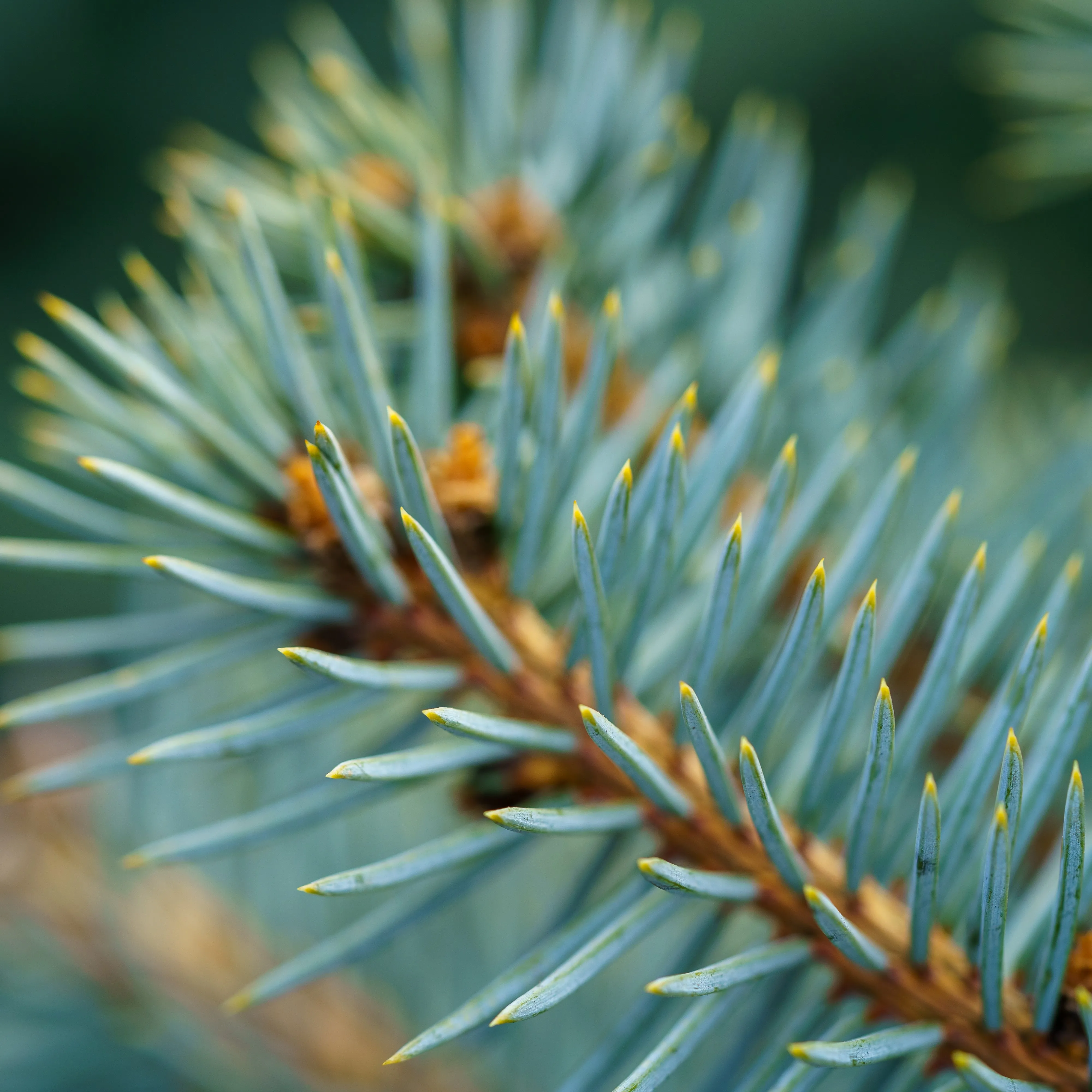 Baby Blue Colorado Spruce