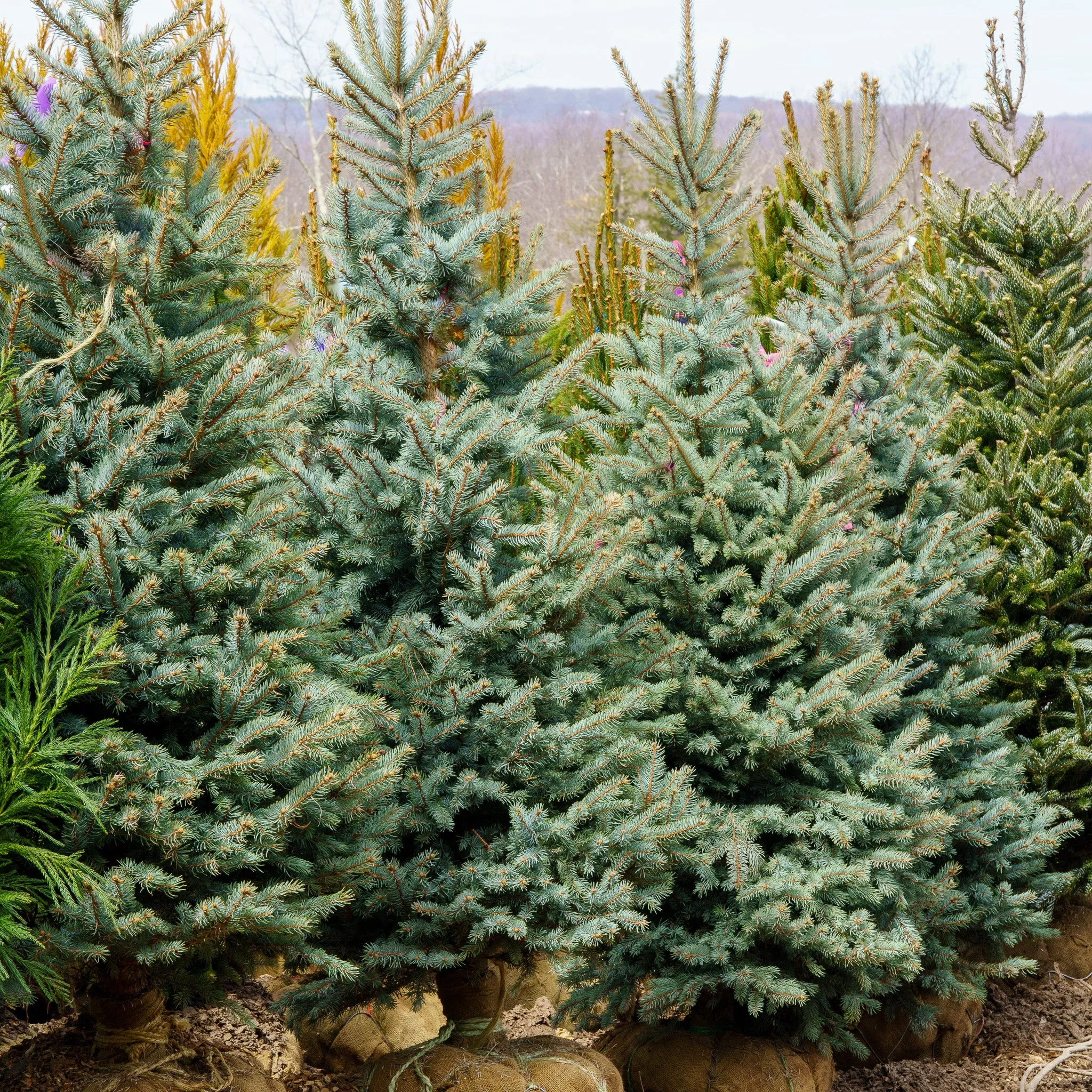 Baby Blue Colorado Spruce