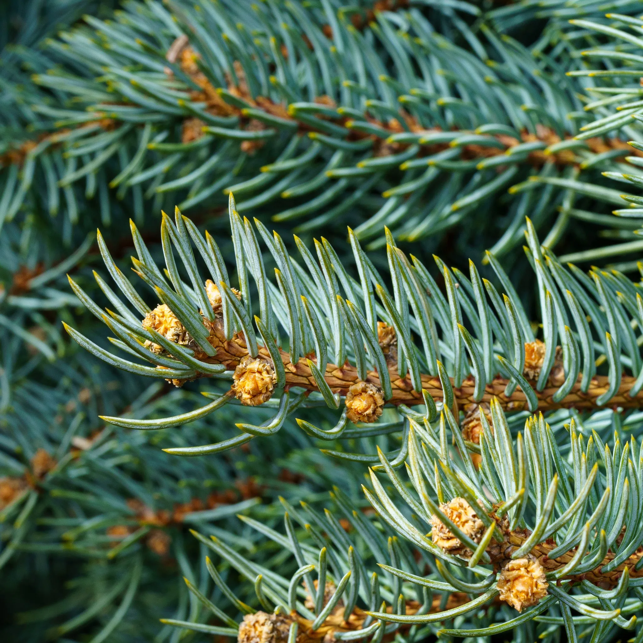 Baby Blue Colorado Spruce