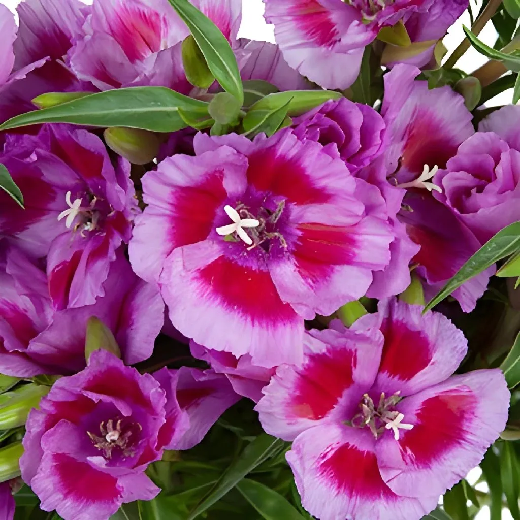 Lavender and Hot Pink Bicolor Godetia Flowers