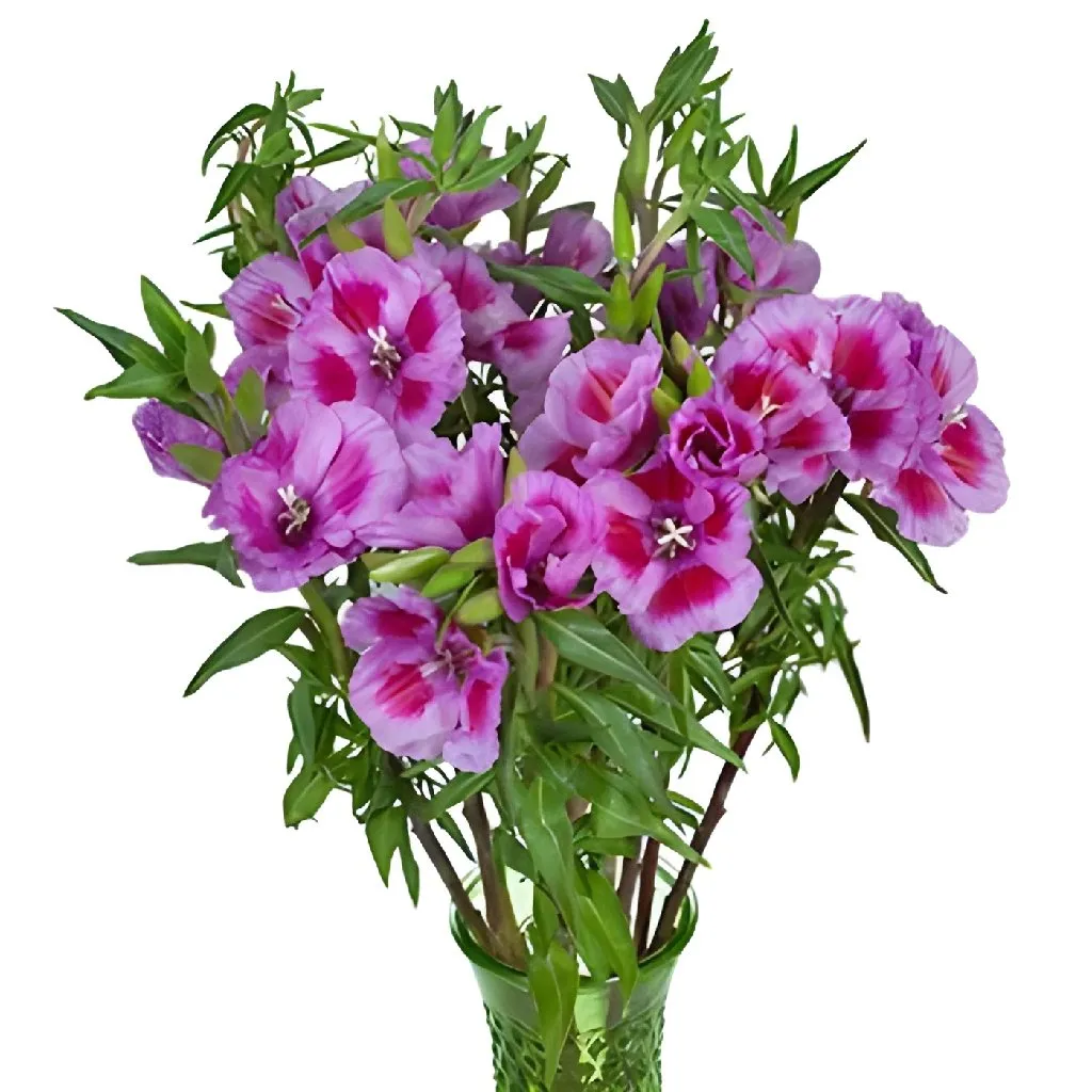 Lavender and Hot Pink Bicolor Godetia Flowers