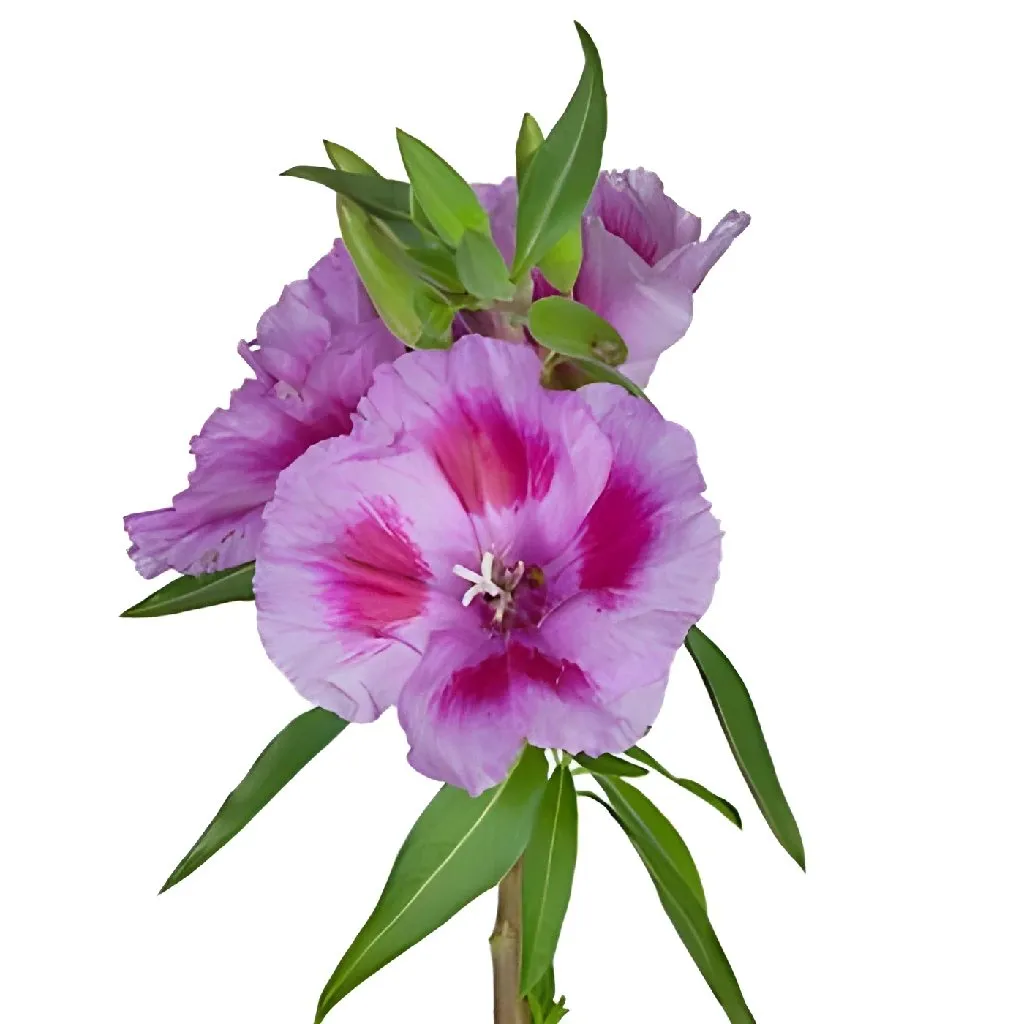 Lavender and Hot Pink Bicolor Godetia Flowers