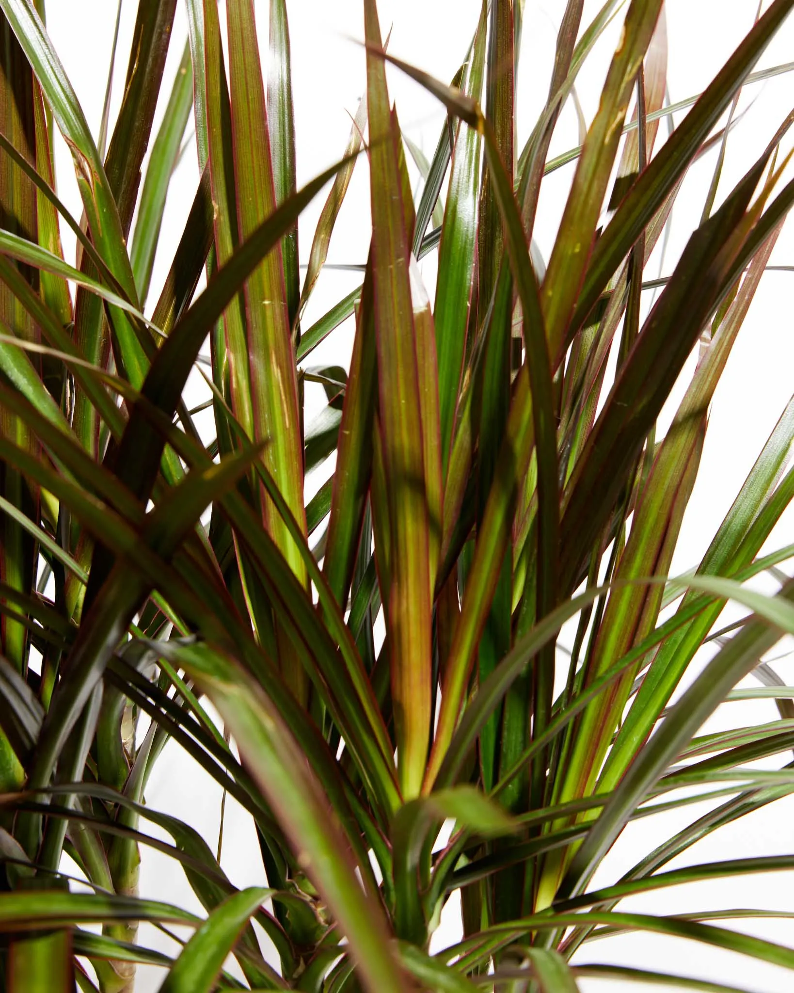 Magenta Cane Dragon Tree (Dracaena)