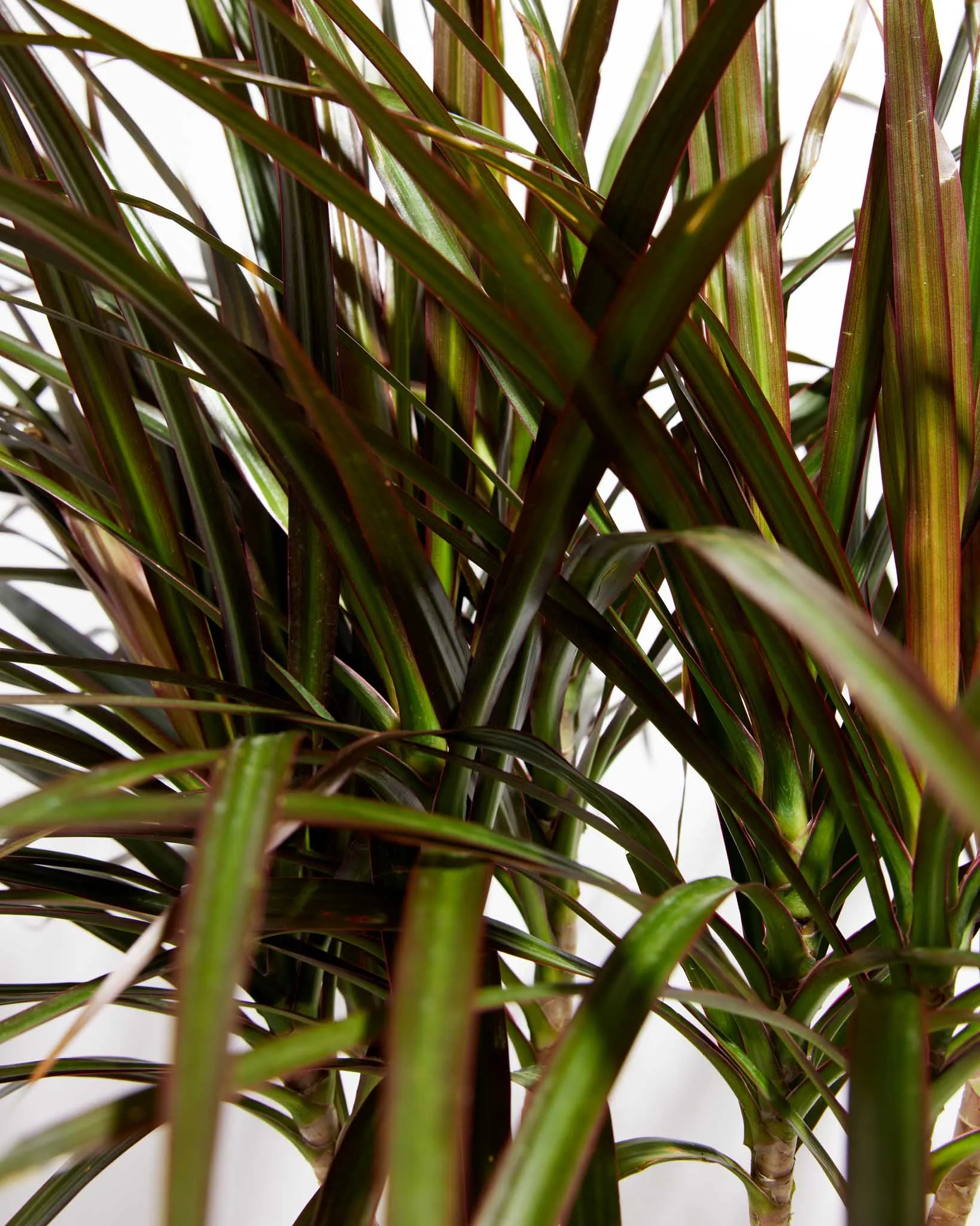 Magenta Cane Dragon Tree (Dracaena)