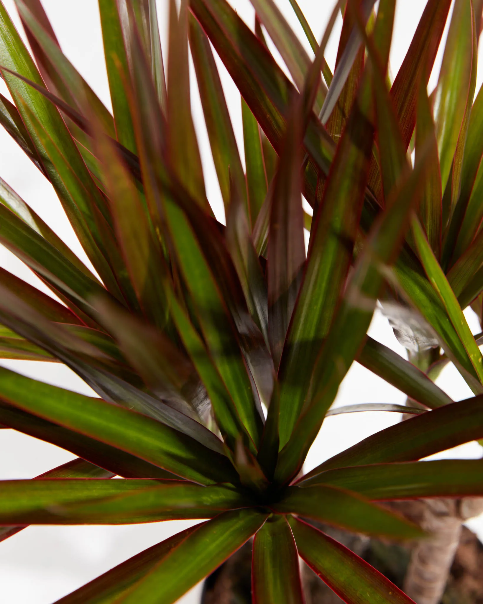 Magenta Cane Dragon Tree (Dracaena)