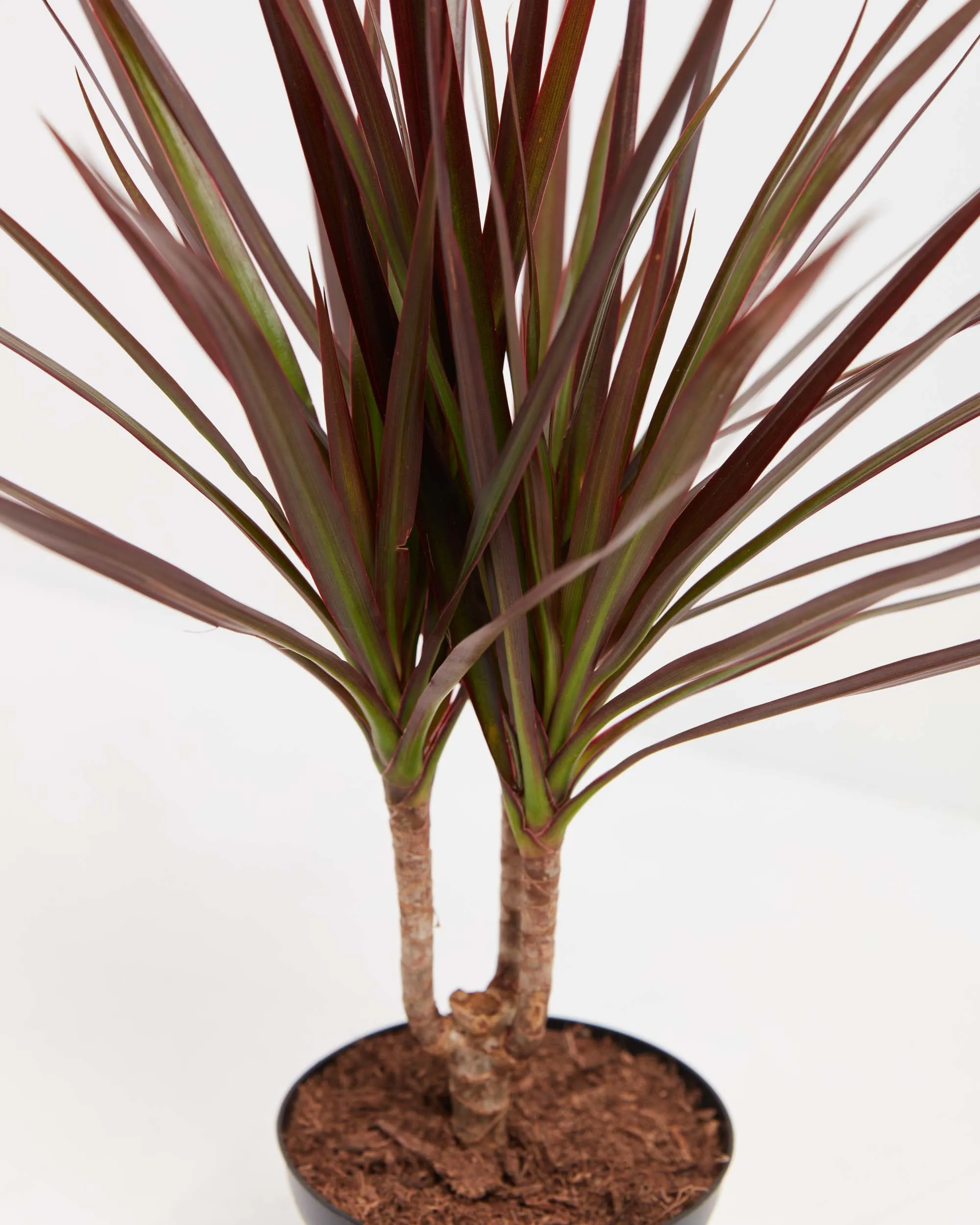 Magenta Cane Dragon Tree (Dracaena)