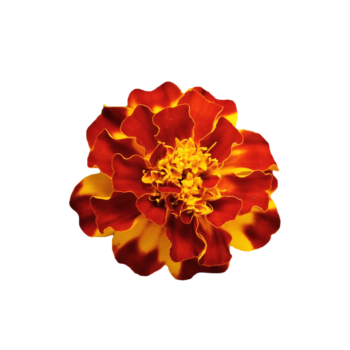 Marigold Durango Outback Mix