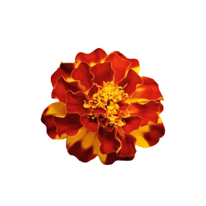 Marigold Durango Outback Mix