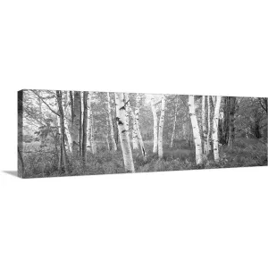 "Birch trees in a forest, Acadia National Park, Hancock County, Maine" Canvas Wall Art